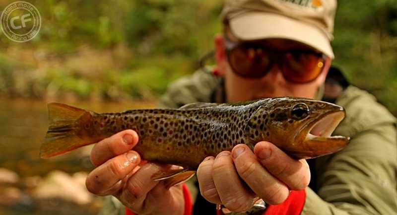 wiosenny pstrąg potokowy